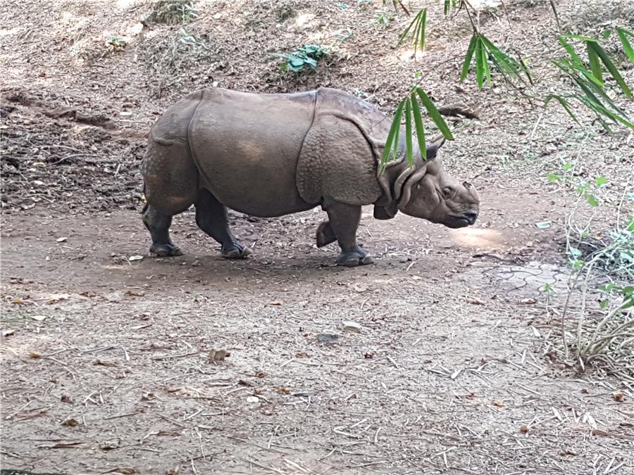 Сезон Носорогов – Эротические Сцены